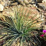 Agave tenuifolia  ©J-C Fluet.jpg